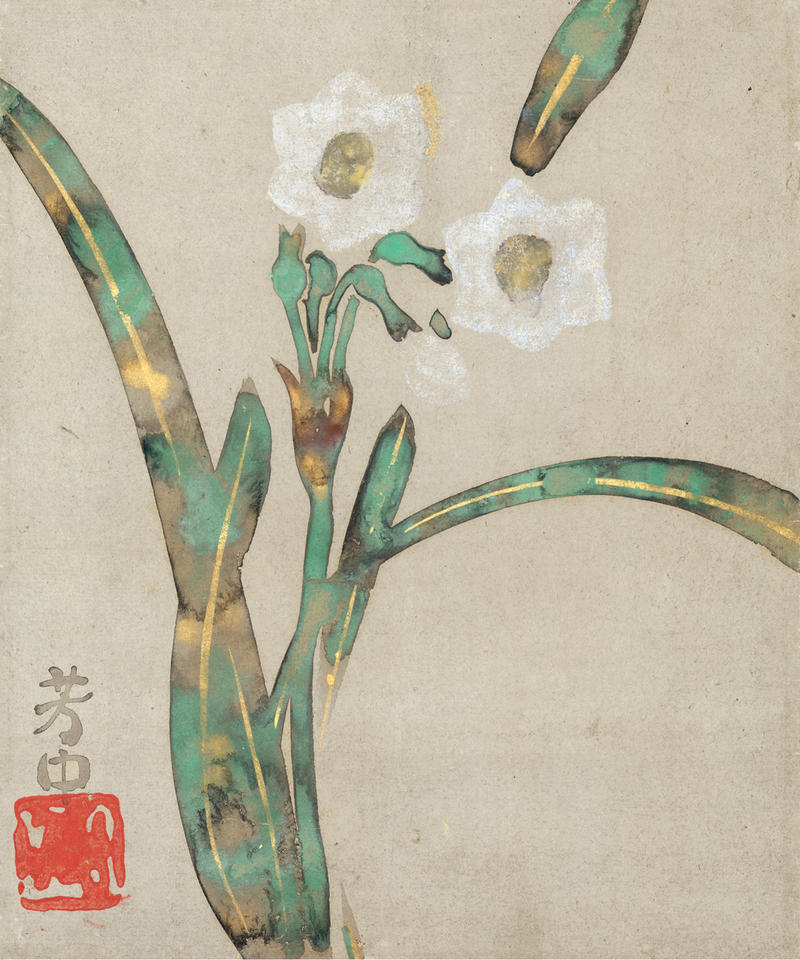 Narcissus