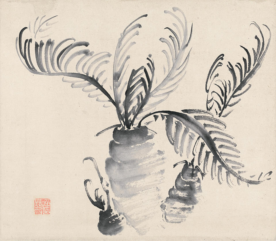 Cycad
