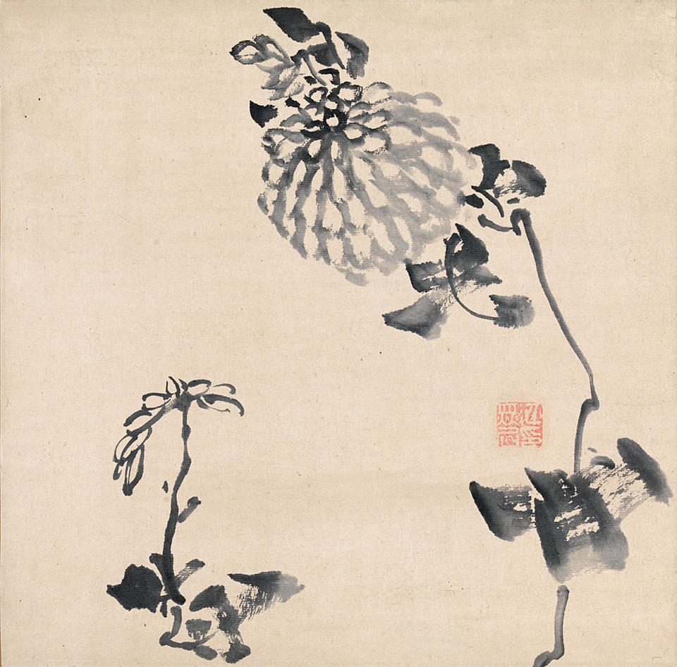 Chrysanthemum