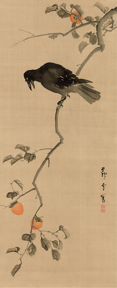 Crow on Persimmon Tree